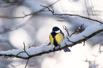 Naklejka premium The Great Tit (Parus major) standing in the snow during the winter