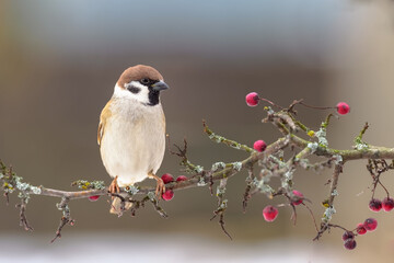 Sparrows as the most common birds in the human environment (Thousands of years together) Eurasian tree sparrow (Passer montanus)