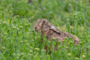 European hare (Lepus europaeus) is an adorable furry mammal living in the fields. Detailed portrait of a wild hare sitting and eating grass with soft green background.