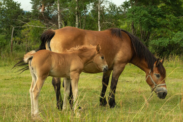 Naklejka na ściany i meble Brown horse mother with foal in the pasture