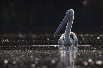 Pelican swimming in a misty lake (Pelecanus conspicillatus) © Fleur