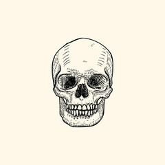 Skull front human face sketch