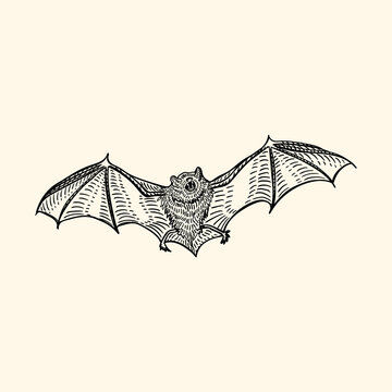 Bat Tattoo stock vector Illustration of white outline  47882541