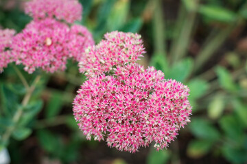 Sedum purpurascens purple flowers, orpine family Crassulaceae. close up