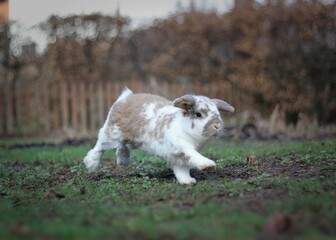 cute little bunny running in the garden
