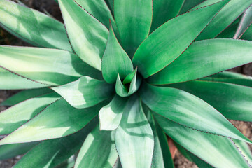 Green leaf texture of agave plant. Natural background