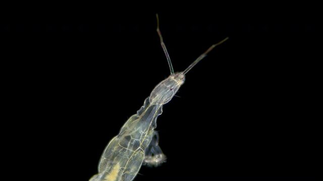 insecta Larva non-biting midge under the microscope, family Chironomidae, order Diptera, distributed at the bottom of ponds, are indicators of water, food for fish.