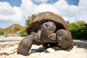 Aldabra giant tortoise on sand beach. Close-up view of turtle in Seychelles.. - Powered by Adobe