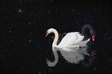 A pair of black and white swans swimming under the stars   "Elements of this image furnished by NASA "