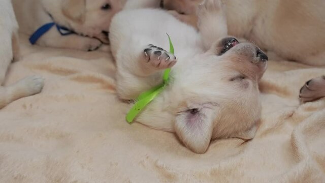 Young yellow labrador puppy dog, 4k