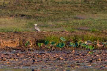 Great blue heron near lake shore during sunrise.  Large water bird standing on shore looking out.  