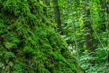 Background with close-up of a tree trunk overgrown with moss.