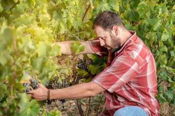 Young adult grape farmer