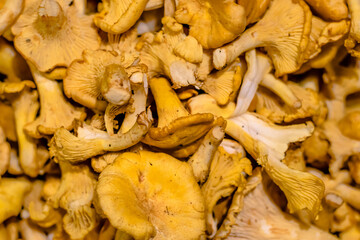 Many chanterelle mushrooms in a restaurant's kitchen