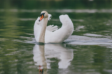Obraz premium swan on the lake