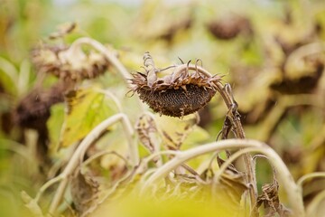 sunflower ripens in the field
