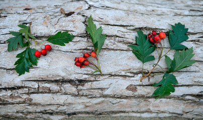 hawthorn twigs on the bark of an old tree