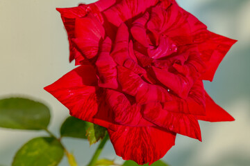 Striped red roses seen from above against the background of the sun reflecting on the leaves