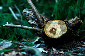 森に落ちている木の断面