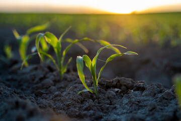 Growing young green corn seedling sprouts in cultivated agricultural farm field under the sunset, shallow depth of field. Agricultural scene with corn sprouts in earth closeup.