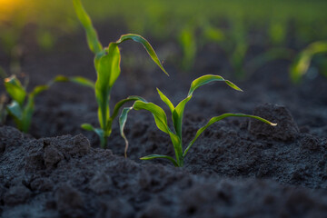 Growing young green corn seedling sprouts in cultivated agricultural farm field under the sunset, shallow depth of field. Agricultural scene with corn sprouts in earth closeup.
