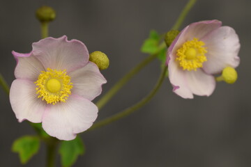 Anemone japonica pale pink flowers on neutral grey background.