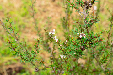 Leptospermum scoparium, commonly called manuka is a species of flowering plant in the myrtle family Myrtaceae, native to south-east Australia and New Zealand.