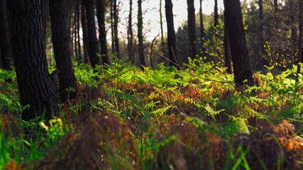 Environnement forestier des Landes, baigné d'une vive lumière radieuse pendant le coucher du soleil.  Les fougères, toutes jeunes, sont relativement bien mises en valeur