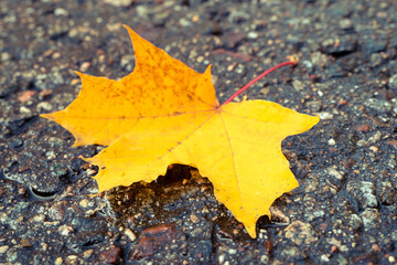 Close-up of yellow maple leaf on the wet road, leaf fall, seasonal concept picture