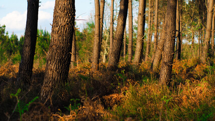 Rangées de pins landais, illuminés d'une lumière orangée, alors que le soleil décline à l'horizon