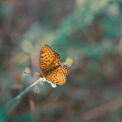 Orange arginini butterfly on flower - summer background