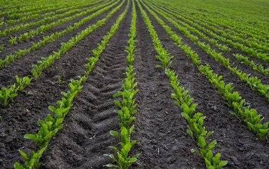 Fototapeta na wymiar Straight rows of sugar beets growing in a soil in perspective on an agricultural field. Sugar beet cultivation. Young shoots of sugar beet, illuminated by the sun. Agriculture, organic.