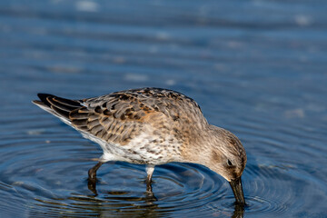 Piovanello pancianera