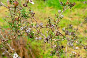Leptospermum scoparium, commonly called manuka is a species of flowering plant in the myrtle family Myrtaceae, native to south-east Australia and New Zealand.