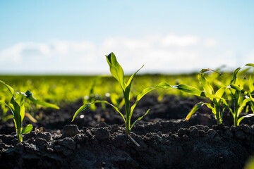 Rows of corn sprouts beginning to grow. Young corn seedlings growing in a soil. Agricultural concepts.