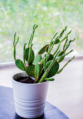 cactus, succulent, flowerpot in the house