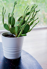 cactus, succulent, flowerpot in the house