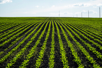 Straight rows of sugar beets growing in a soil in perspective on an agricultural field. Sugar beet cultivation. Young shoots of sugar beet, illuminated by the sun. Agriculture, organic.