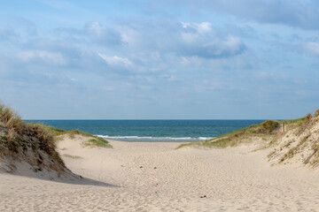 Fototapeta na wymiar Beach view from the path sand between the dunes at Dutch north sea coastline with european marram grass (beach grass) along the dyke under blue clear sky, Noord Holland, Netherlands.