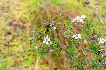 Leptospermum scoparium, commonly called manuka is a species of flowering plant in the myrtle family Myrtaceae, native to south-east Australia and New Zealand.