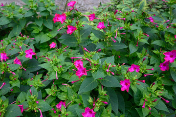 violet flowering Nicotiana tabacum or cultivated tobacco