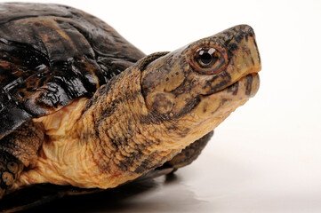 Eastern black-bridged leaf turtle // Schöngestreifte Dornschildkröte (Cyclemys pulchristiata)