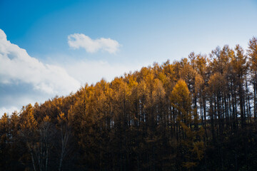 Fototapeta premium 秋の黄金色のカラマツ林 