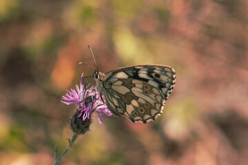 Melanargia galathea, Marbled White butterfly on flower.