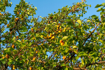 Fototapeta na wymiar Juicy ripe apricot fruits on the branches of a tree against the background of the summer blue sky.