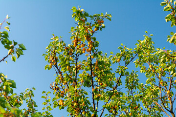 Juicy ripe apricot fruits on the branches of a tree against the background of the summer blue sky.