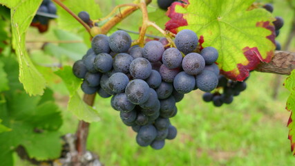 Trollinger Trauben an einem Weinstock