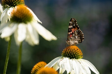 butterfly on flower