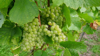 Weintraube mit Beeren einer weißen Rebsorte