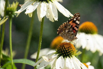 butterfly on daisy